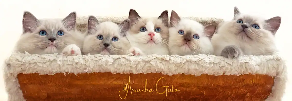 Arranha-Gatos- cesto balaio de gatos - Catálogo